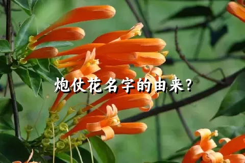 炮仗花名字的由来？