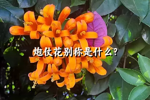 炮仗花别称是什么？