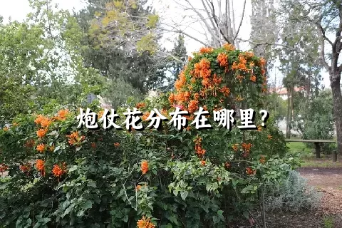 炮仗花分布在哪里?