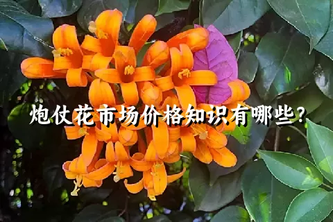 炮仗花市场价格知识有哪些？