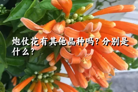 炮仗花有其他品种吗？分别是什么？