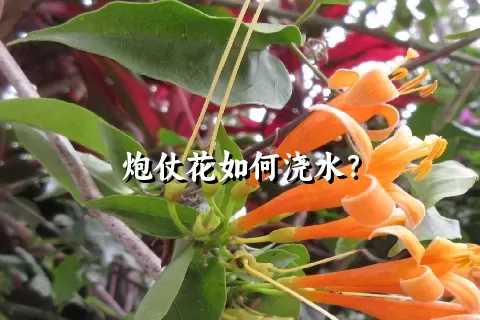 炮仗花如何浇水？