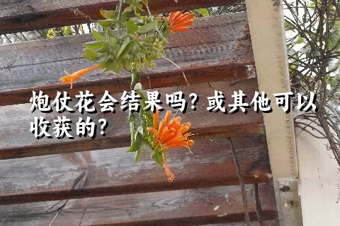 炮仗花会结果吗？或其他可以收获的？