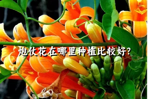 炮仗花在哪里种植比较好？