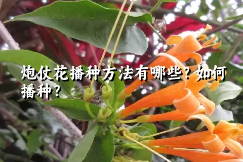 炮仗花播种方法有哪些？如何播种？