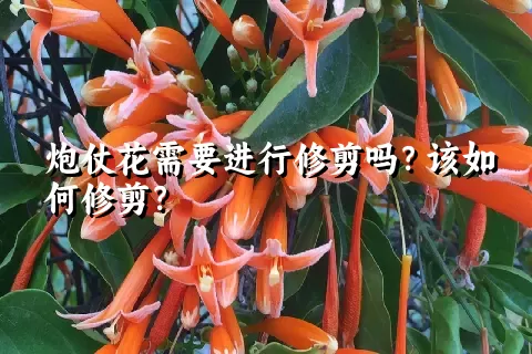 炮仗花需要进行修剪吗？该如何修剪？