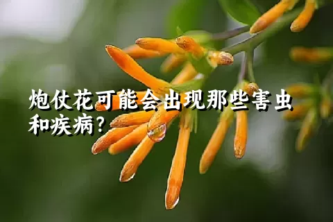 炮仗花可能会出现那些害虫和疾病？