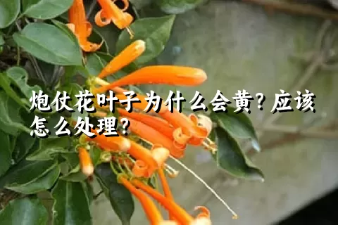 炮仗花叶子为什么会黄？应该怎么处理？