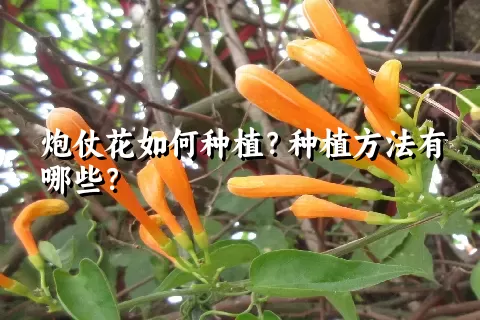 炮仗花如何种植？种植方法有哪些？