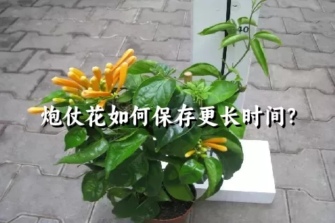 炮仗花如何保存更长时间？