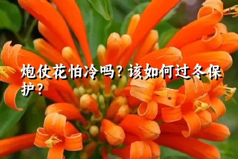 炮仗花怕冷吗？该如何过冬保护？