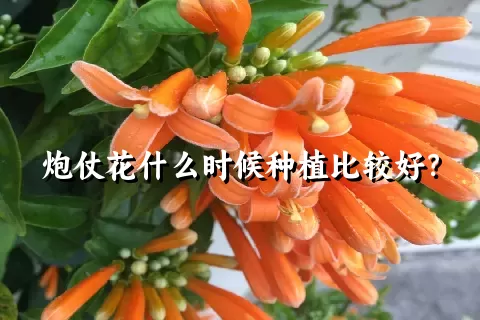 炮仗花什么时候种植比较好？