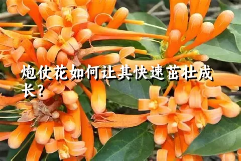 炮仗花如何让其快速茁壮成长？