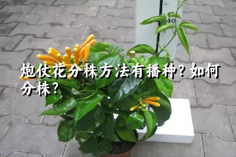 炮仗花分株方法有播种？如何分株？