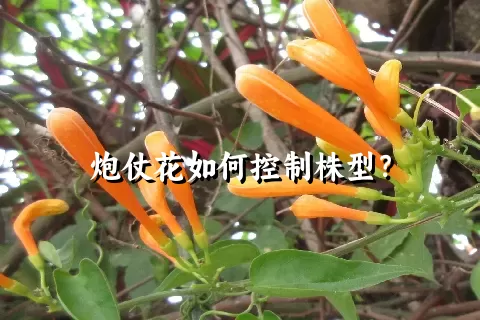 炮仗花如何控制株型？