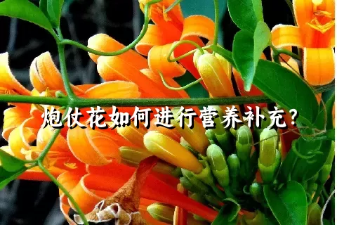 炮仗花如何进行营养补充？