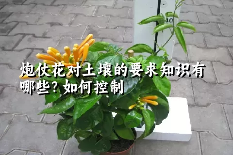 炮仗花对土壤的要求知识有哪些？如何控制