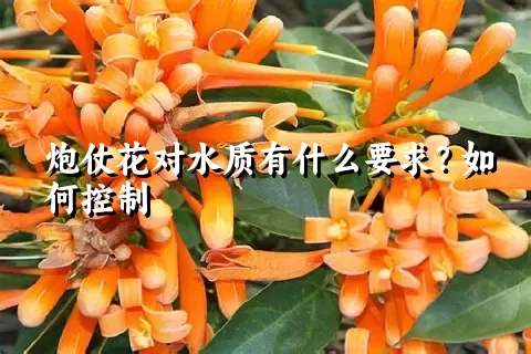 炮仗花对水质有什么要求？如何控制