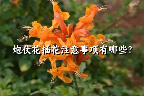 炮仗花插花注意事项有哪些？