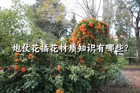 炮仗花插花材质知识有哪些？