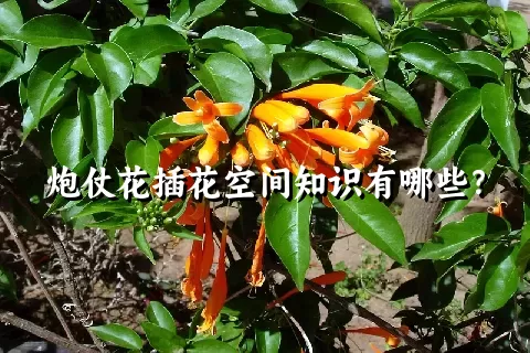 炮仗花插花空间知识有哪些？