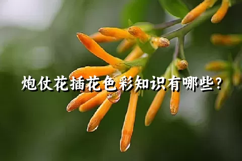 炮仗花插花色彩知识有哪些？