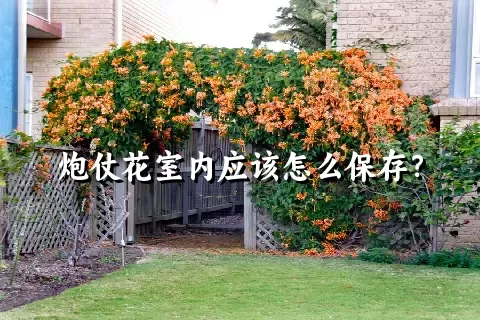 炮仗花室内应该怎么保存？