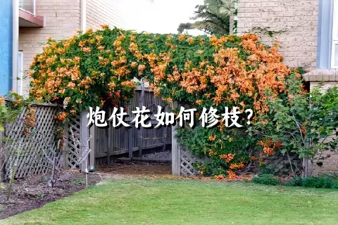 炮仗花如何修枝？