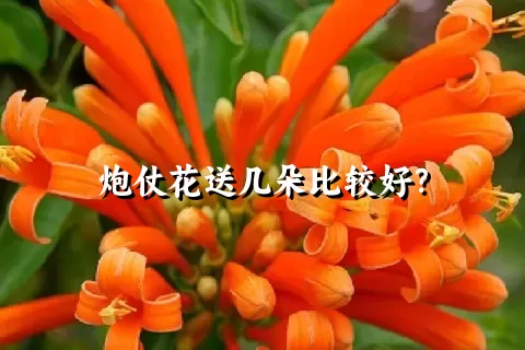 炮仗花送几朵比较好？