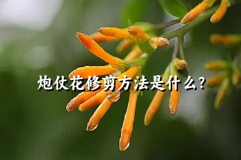 炮仗花修剪方法是什么？