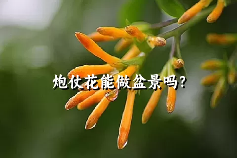 炮仗花能做盆景吗？