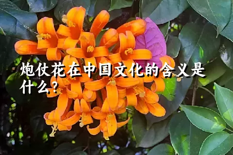 炮仗花在中国文化的含义是什么？