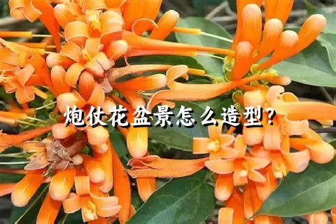 炮仗花盆景怎么造型？