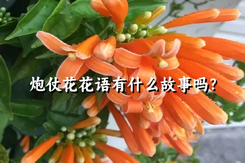 炮仗花花语有什么故事吗？