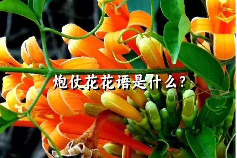 炮仗花花语是什么？