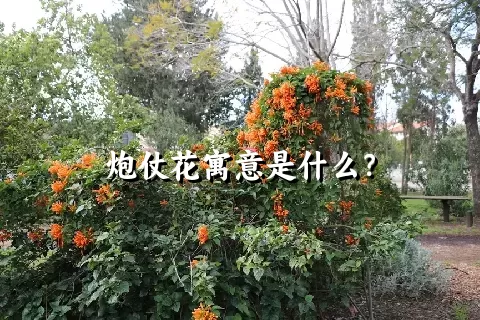 炮仗花寓意是什么？