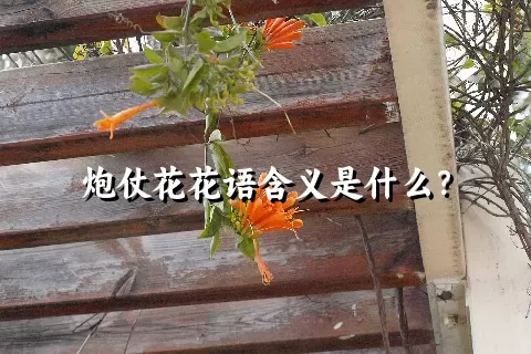 炮仗花花语含义是什么？