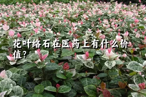 花叶络石在医药上有什么价值？