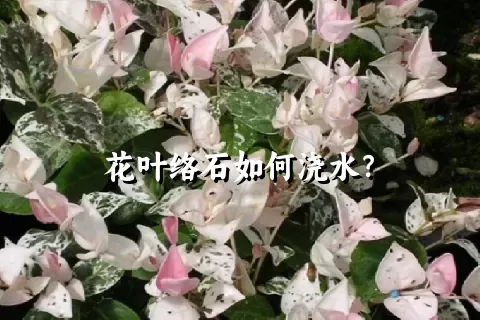 花叶络石如何浇水？