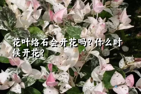 花叶络石会开花吗？什么时候开花？