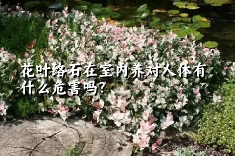 花叶络石在室内养对人体有什么危害吗？