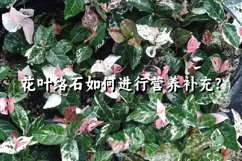 花叶络石如何进行营养补充？