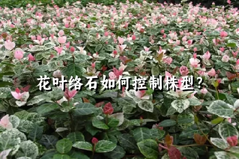 花叶络石如何控制株型？