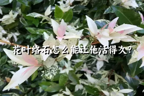 花叶络石怎么能让他活得久？