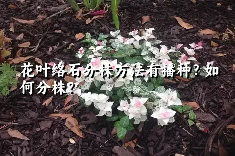 花叶络石分株方法有播种？如何分株？