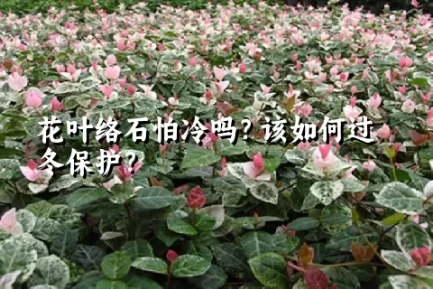 花叶络石怕冷吗？该如何过冬保护？