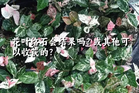 花叶络石会结果吗？或其他可以收获的？