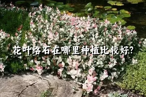 花叶络石在哪里种植比较好？