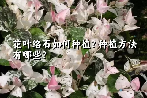 花叶络石如何种植？种植方法有哪些？