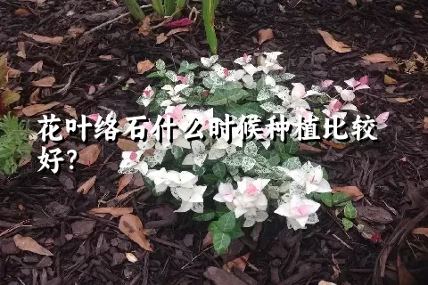 花叶络石什么时候种植比较好？